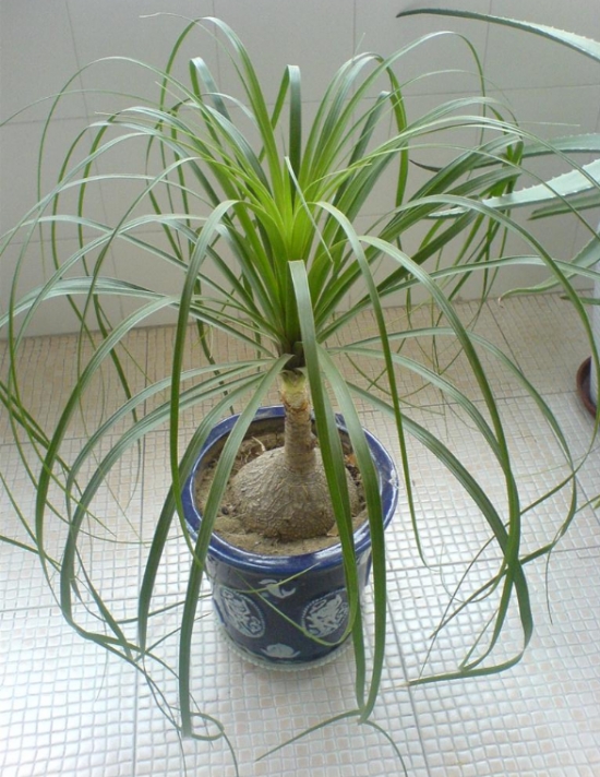 酒瓶兰放在室内有什么益处？酒瓶兰的作用