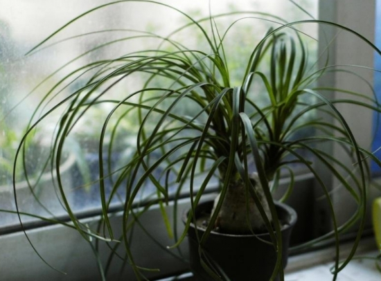 酒瓶兰放在室内有什么益处？酒瓶兰的作用