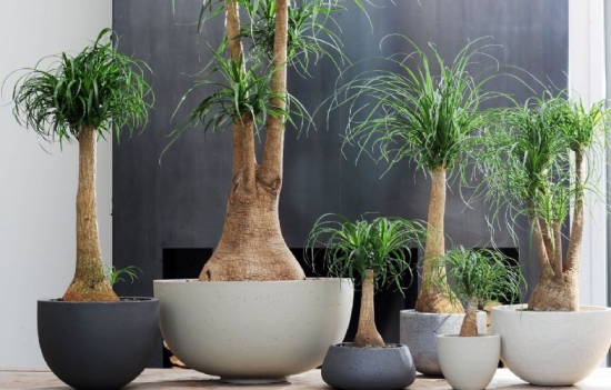 酒瓶兰放在室内有什么益处？酒瓶兰的作用