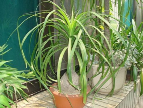 酒瓶兰烂根原因及处理办法：剪掉腐烂的地方，消毒晾干后重新栽种