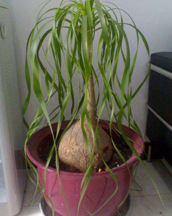 酒瓶兰烂根原因及处理办法：剪掉腐烂的地方，消毒晾干后重新栽种