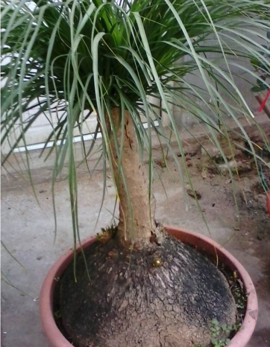 酒瓶兰烂根原因及处理办法：剪掉腐烂的地方，消毒晾干后重新栽种