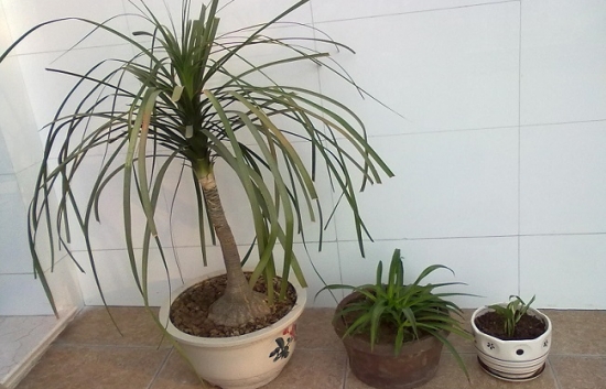 酒瓶兰烂根原因及处理办法：剪掉腐烂的地方，消毒晾干后重新栽种