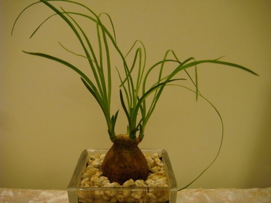 酒瓶兰图片附介绍：相册的图片免费下载