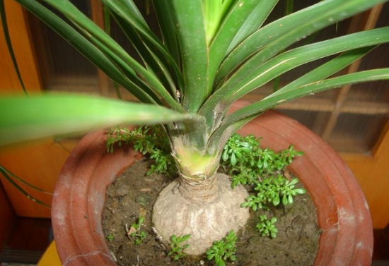 如何为酒瓶兰提根