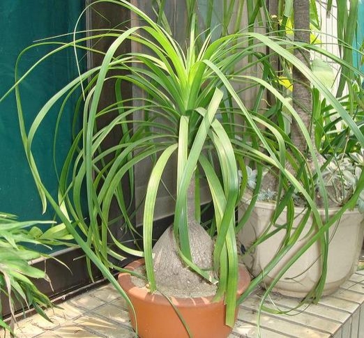 如何使酒瓶兰安全越冬