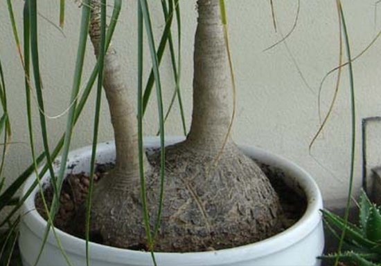 如何培养多头酒瓶兰