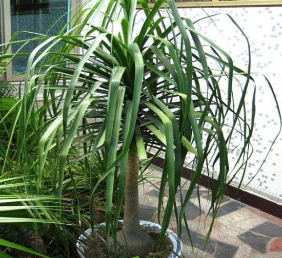 如何养好酒瓶兰