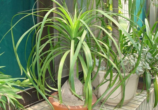 酒瓶兰如何养：不怕旱又较耐寒