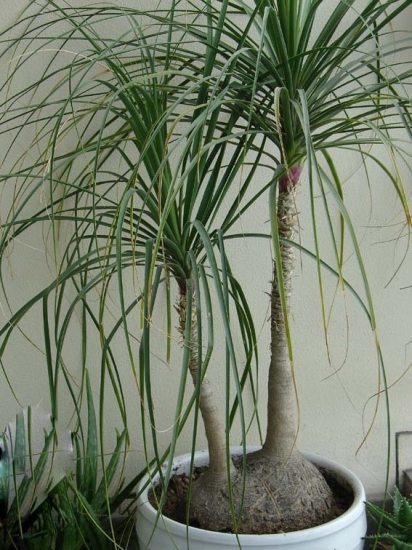 酷似酒瓶的酒瓶兰 酒瓶兰的作用:减少有害气体