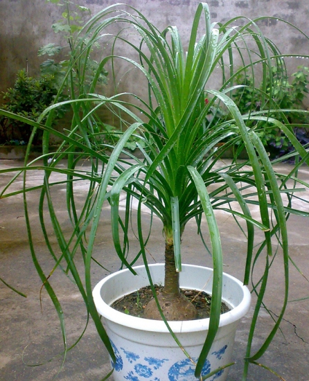 酒瓶兰价格：受种类,形状,种球大小影响