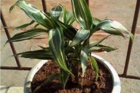 龙血树扦插办法图片，修剪枝条斜面插入土壤中