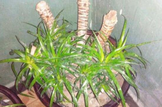 龙血树扦插办法图片，修剪枝条斜面插入土壤中