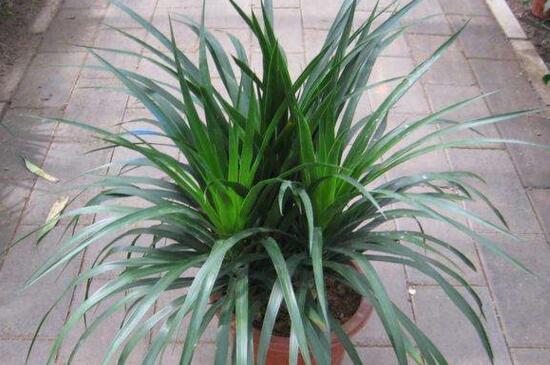 龙血树扦插办法图片，修剪枝条斜面插入土壤中