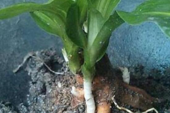 龙血树扦插办法图片，修剪枝条斜面插入土壤中