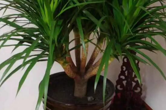 龙血树叶尖干枯如何救，停止施肥并修剪根系