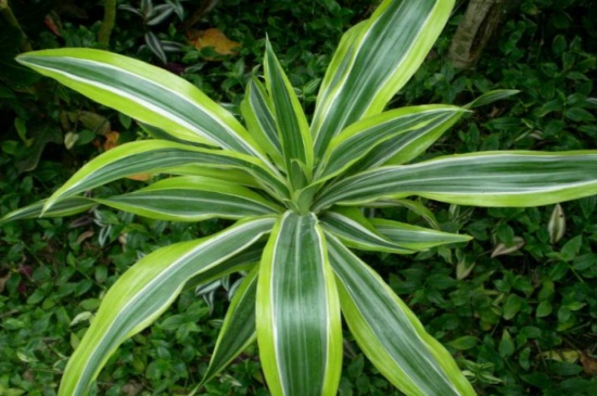 龙血树土壤如何配，4种配土办法促进根部生长