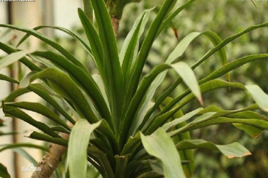 龙血树土壤如何配，4种配土办法促进根部生长