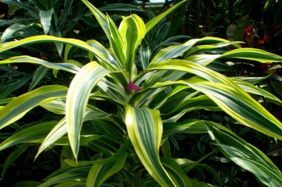 龙血树土壤如何配，4种配土办法促进根部生长