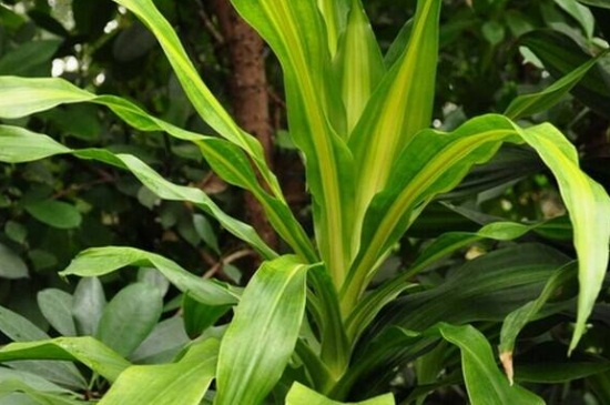 龙血树土壤如何配，4种配土办法促进根部生长