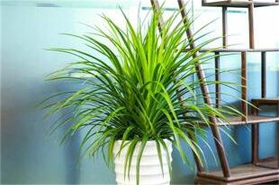 龙血树的养殖办法，5个步骤养殖健壮的龙血树