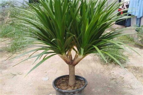 龙血树的养殖办法，5个步骤养殖健壮的龙血树