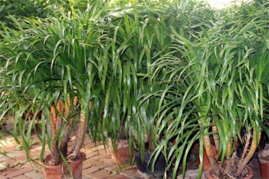 龙血树的养殖办法，5个步骤养殖健壮的龙血树