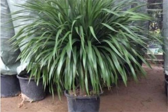 龙血树的养殖办法，5个步骤养殖健壮的龙血树