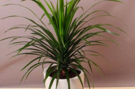 龙血树如何修剪，开花期修剪花苞