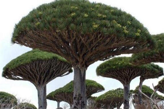 龙血树叶子修剪图，可实行T形修剪和短截蓄枝