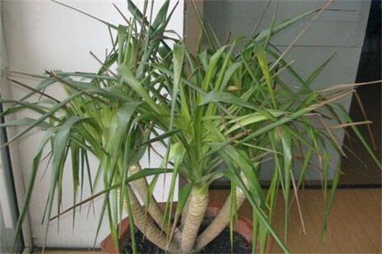 龙血树叶子修剪图，可实行T形修剪和短截蓄枝