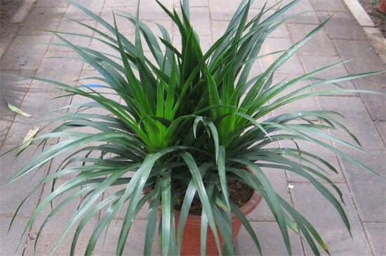 龙血树叶子修剪图，可实行T形修剪和短截蓄枝