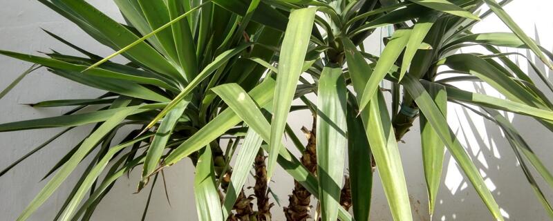 龙血树的养殖办法和留意事项