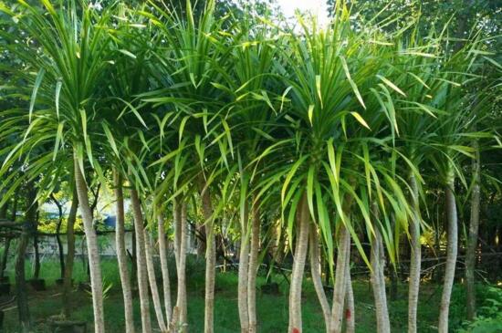 龙血树的养殖办法和留意事项