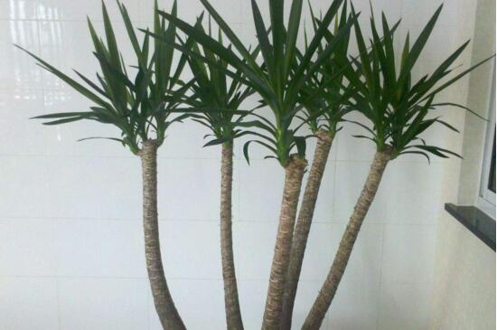 龙血树的养殖办法和留意事项