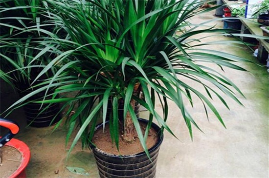 龙须铁适合室内养殖吗