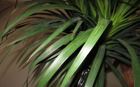 龙血树叶子下垂如何办，四个办法让叶片恢复正常