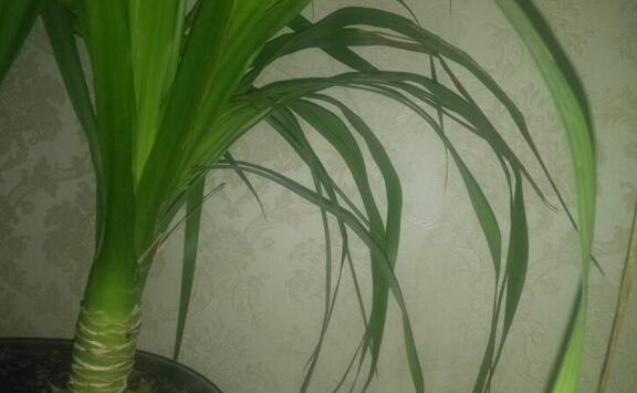 龙血树叶子下垂如何办，四个办法让叶片恢复正常