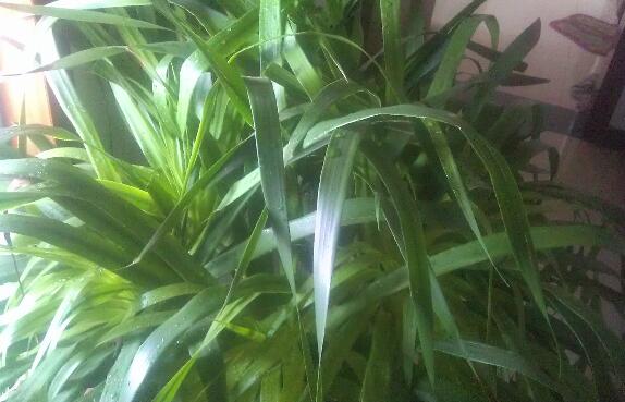 龙血树叶子下垂如何办，四个办法让叶片恢复正常