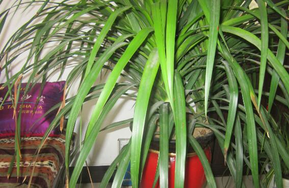 龙血树叶子下垂如何办，四个办法让叶片恢复正常