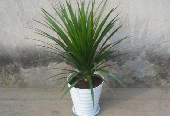 龙血树叶子下垂如何办，四个办法让叶片恢复正常