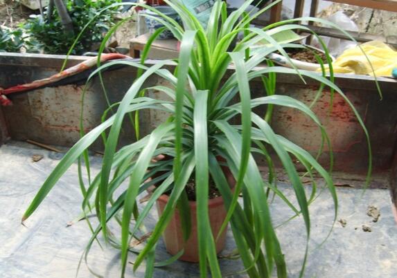 龙血树叶子下垂如何办，四个办法让叶片恢复正常