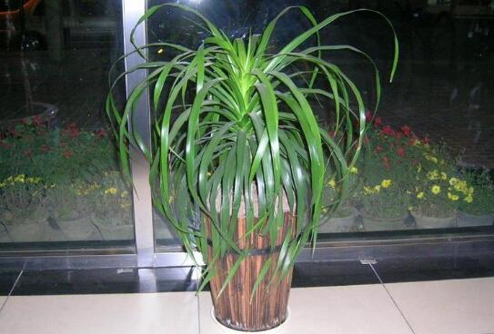 龙血树叶子下垂如何办，四个办法让叶片恢复正常