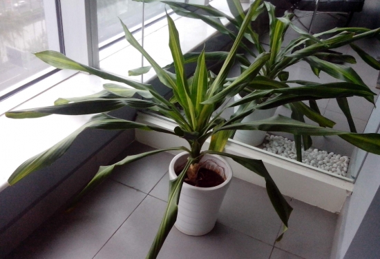 龙血树叶子发卷是如何回事：考虑光照、浇水以及空气过于干燥等问题