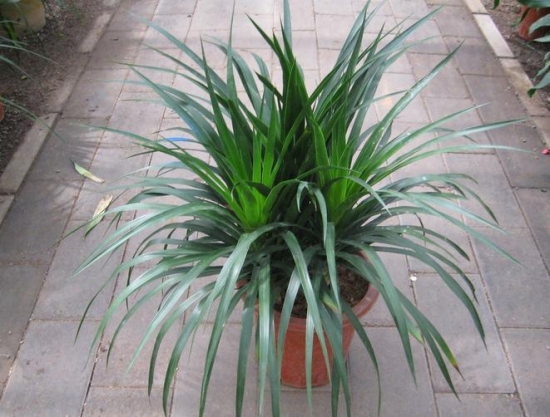 龙血树的风水作用：有利于家人的健康和发展