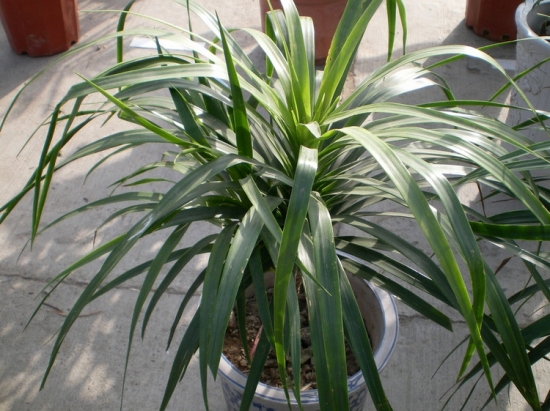 龙血树的风水作用：有利于家人的健康和发展