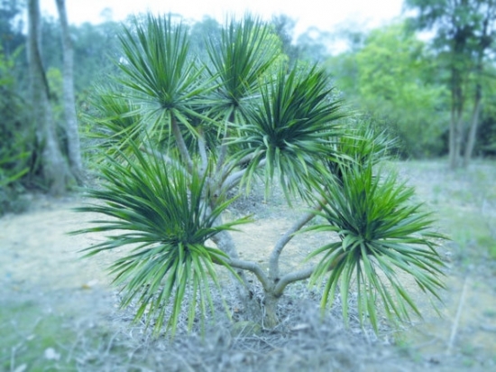 龙血树图片附介绍：相册的图片免费下载