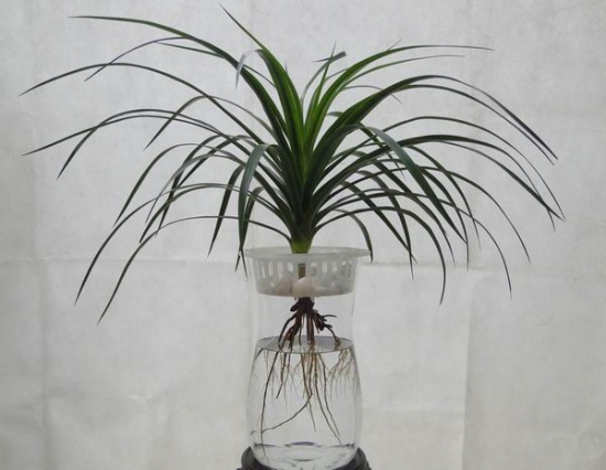 水培龙血树应留意些什么