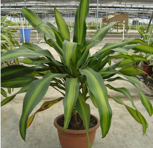 如何避免香龙血树叶子焦边