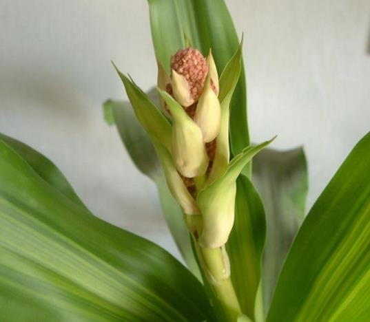 香龙血树应如何科学莳养